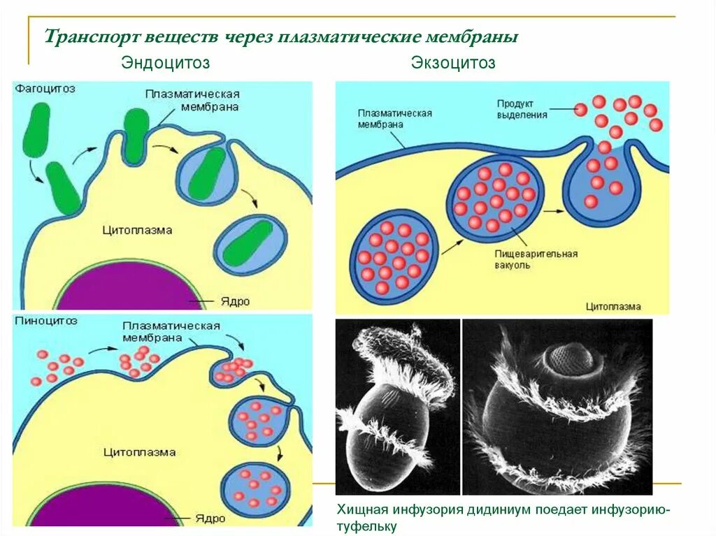 Установить последовательность эндоцитоза. Эндоцитоз фагоцитоз мембранный транспорт. Экзоцитоз строение. Фагоцитоз и эндоцитоз.