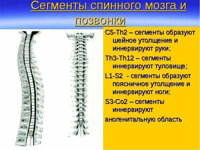 Сегменты l1-l2 спинного мозга. Шейное утолщение спинного мозга сегменты. Верхнешейные сегменты спинного мозга. Сегменты s2 s3 спинного мозга-.