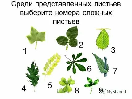 Простой и сложный размер