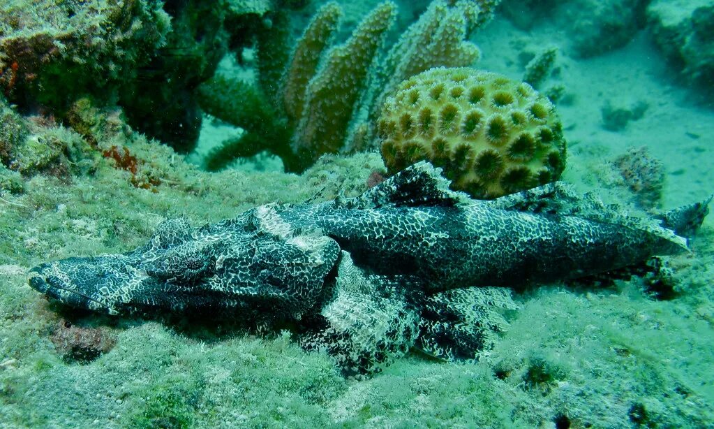 Рыба крокодил. Пятнистый плоскоголов рыба-крокодил. Морской крокодил красное море. Рыба крокодил. Рыба крокодил.