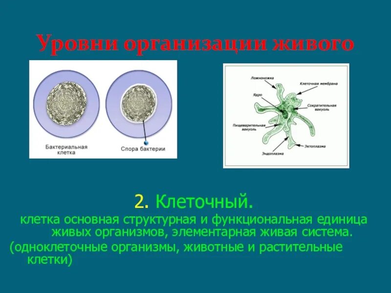 Бактерия уровень организации