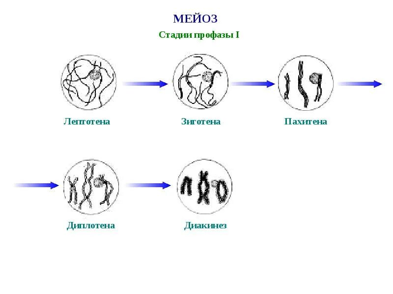 Мейоз проходит. Мейоз зиготена пахитена диплотена. Стадии профазы 1 мейоза. Стадии профазы 1 мейоза 1. Стадии профазы 1.