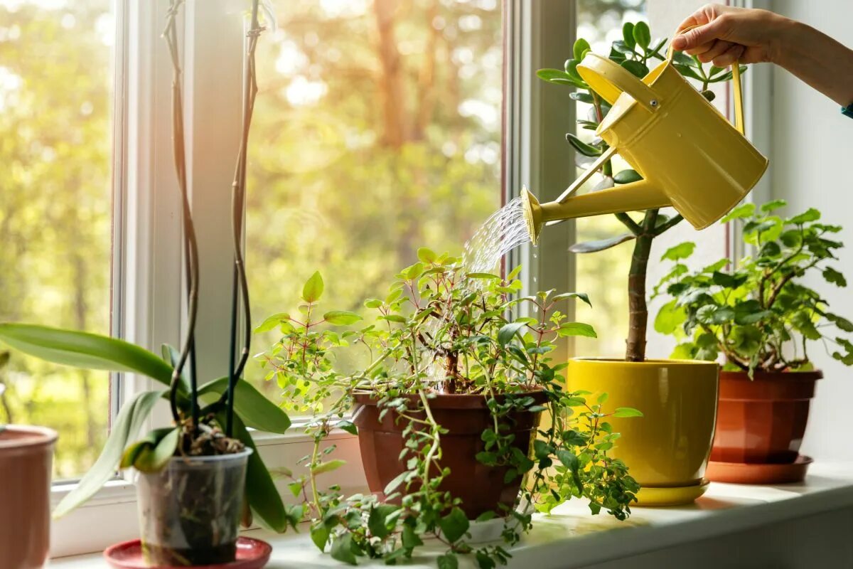 We were watering the plants. Комнатные растения. Полив растений. Растения на подоконнике. Комнатные растения на подоконнике.