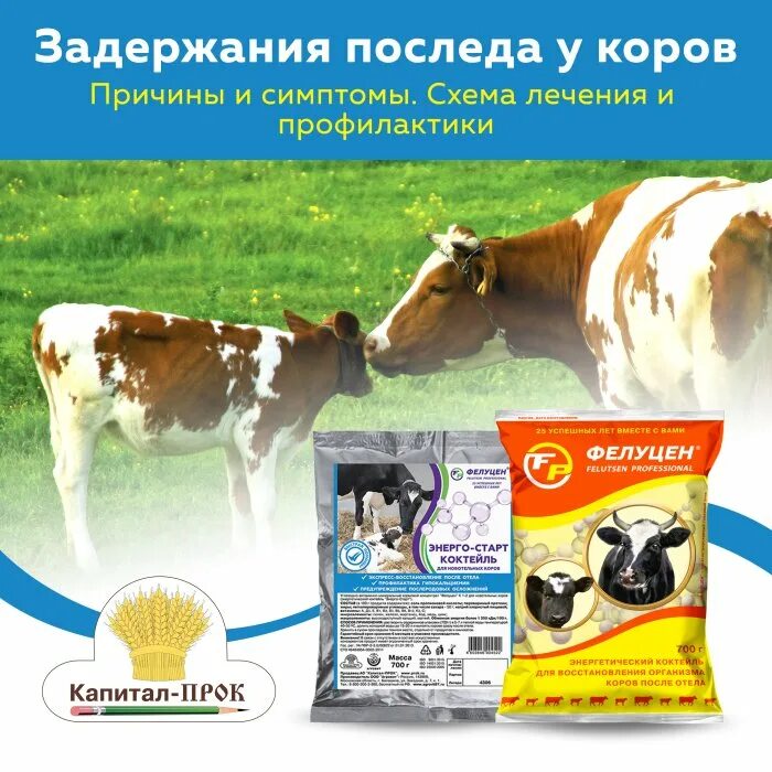 У теленка нет жвачки что