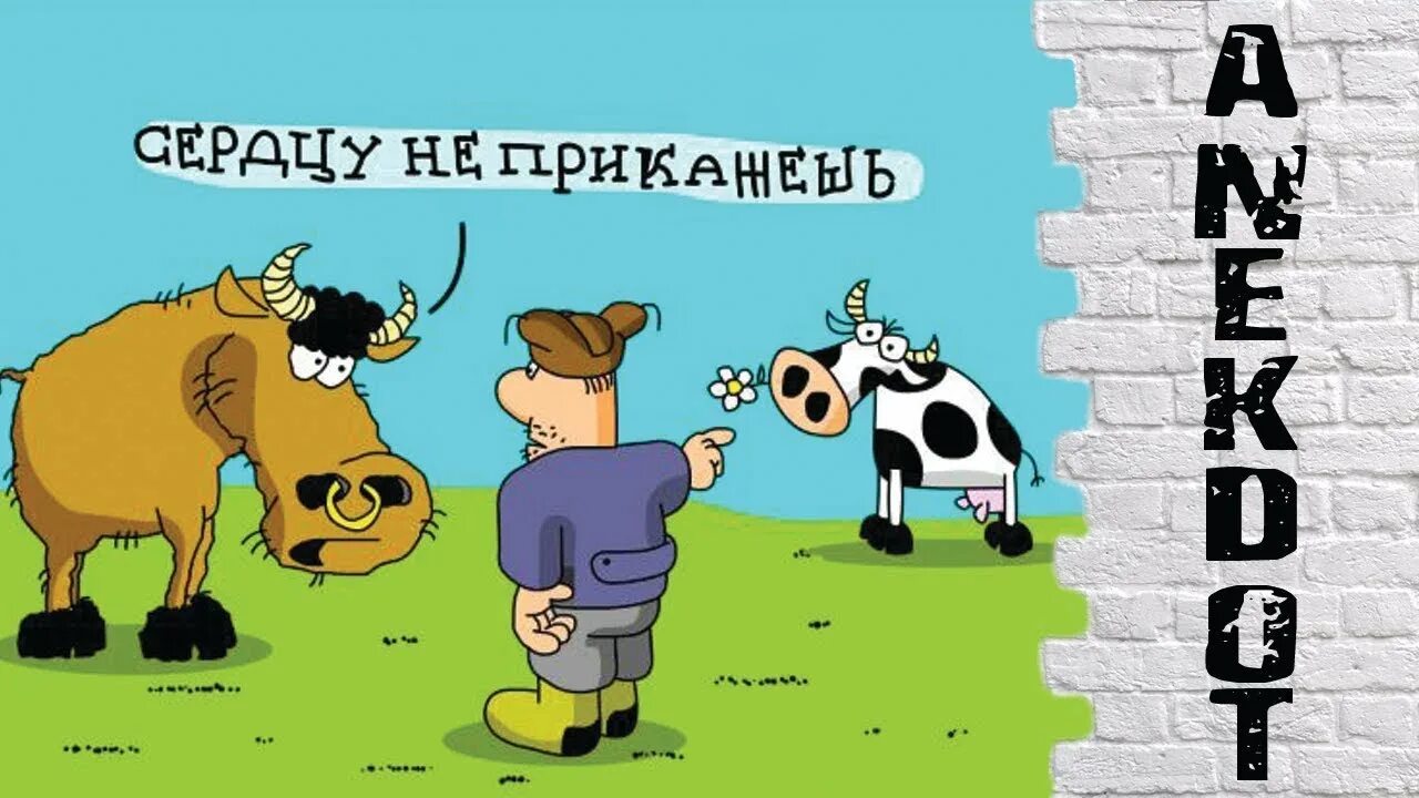 The бык день рождения. Шутки про коров. Смешные фразы про коров. Корова карикатура. Бык производитель карикатура.
