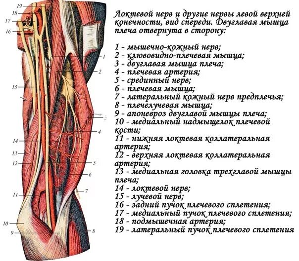 Локтевая артерия анатомия. Мышечно-кожный нерв в области плеча. Мышечно кожный нерв анатомия. Латеральный кожный нерв предплечья латынь.