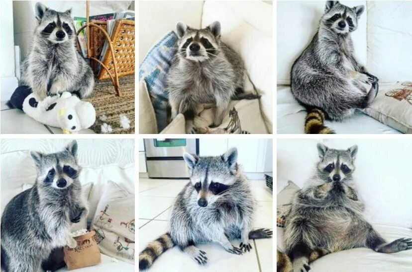 Тот самый енот тема. Тот самый енот тема. Енот полоскун толстый. Енот тема кемерово. Енот-полоскун енотовые.