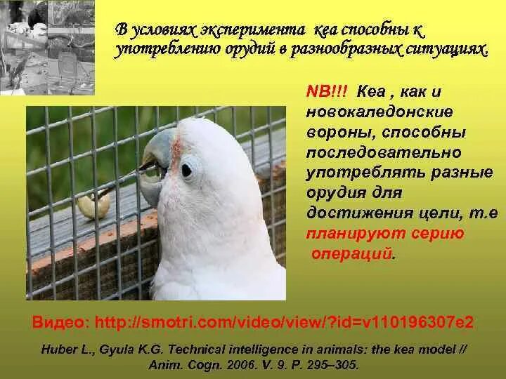 Рассудочная деятельность животных и биологические предпосылки мышления - презент