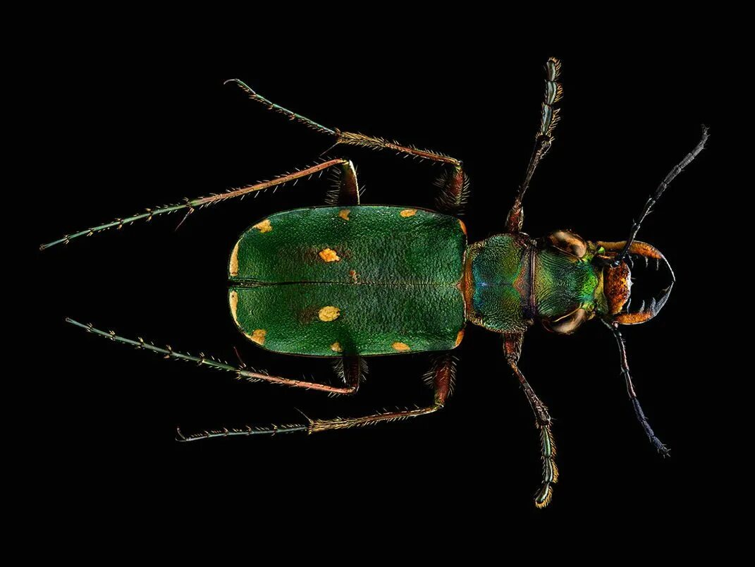 Жук скакун полевой. Жук скакун полевой зеленый. Cicindela Campestris. Жук скакун Восточно Сибирский.