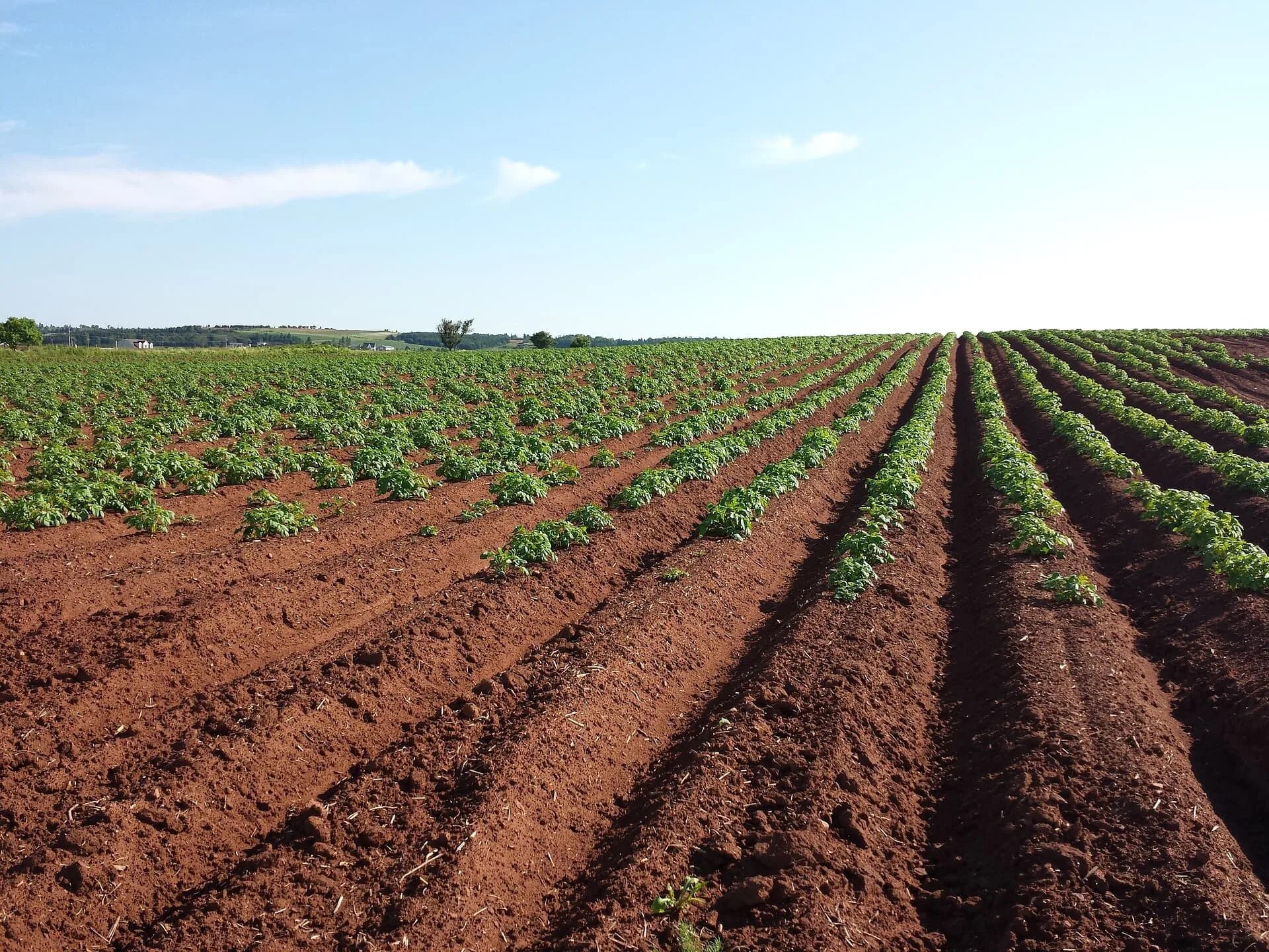 Сельскохозяйственные земли. Поле картошки. Посев поля. Почва в сельском хозяйстве.