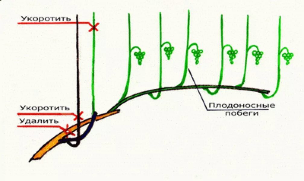 Нужно удалять побеги. Побег замещения винограда схема обрезки. Формировка куста винограда весной. Обрезка винограда 2 года весной. Подвязка лозы винограда весной.