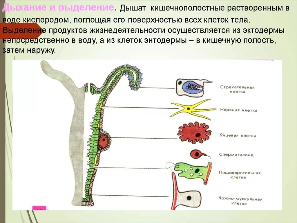 Кожно мускульные клетки. Гидра Пресноводная строение. Гидра Пресноводная строение клетки. Строение клеток гидры. Тип Кишечнополостные дыхательная система.