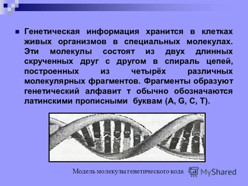 Хранение кинетической информации. Генетика микроорганизмов презентация. Хранение кинетической информации. Хранение генетической информации в клетке. Генетическая информация бактерий хранится.