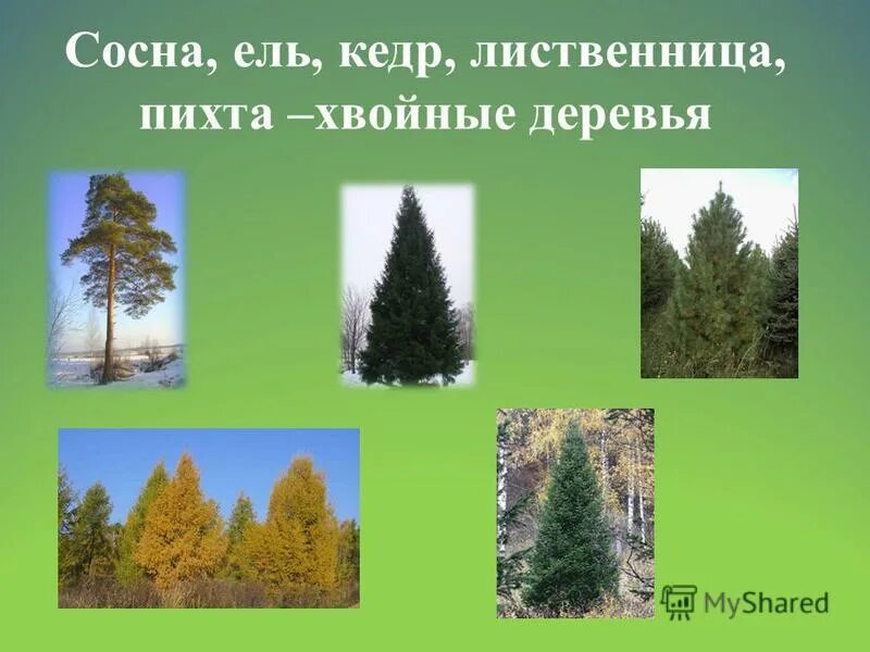 Ели пихты лиственницы сосны