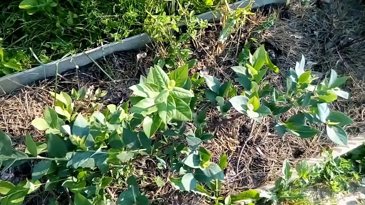 Как посадить голубику видео