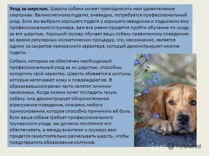 Как правильно собака или собака