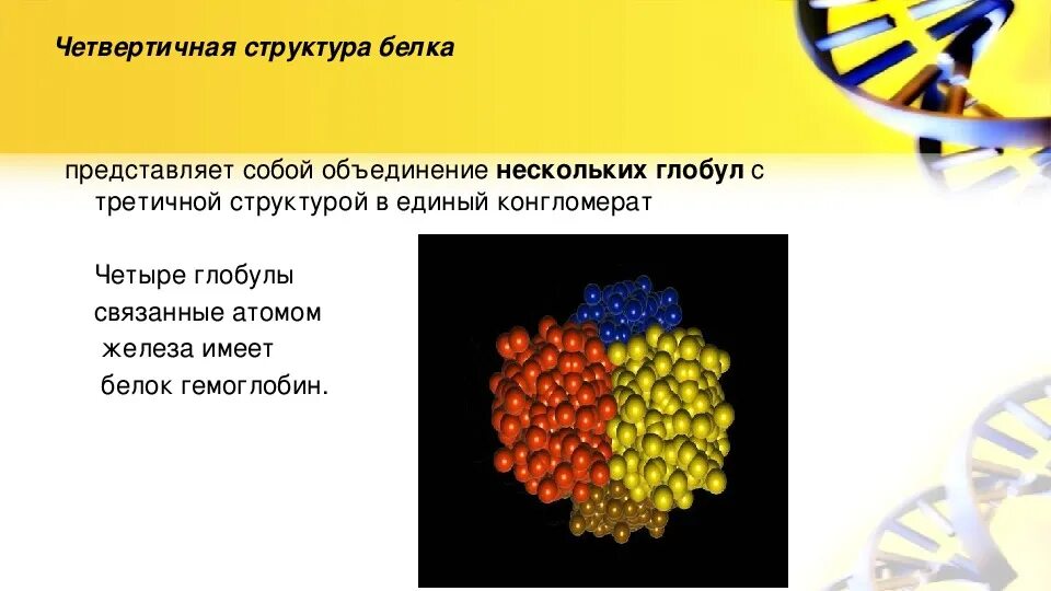 Структура белка представленная глобулой. Четвертичная структура белка представляет собой. Белки органические вещества презентация. Белки представляют собой. Четвертичная структура белка объединение четырех Глобул.