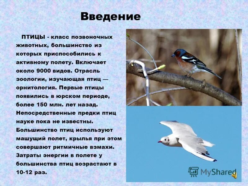 Сообщение на тему класс птиц. Сообщение о птицах. птицы презентация. сообщение на тему птицы. проект про птиц.