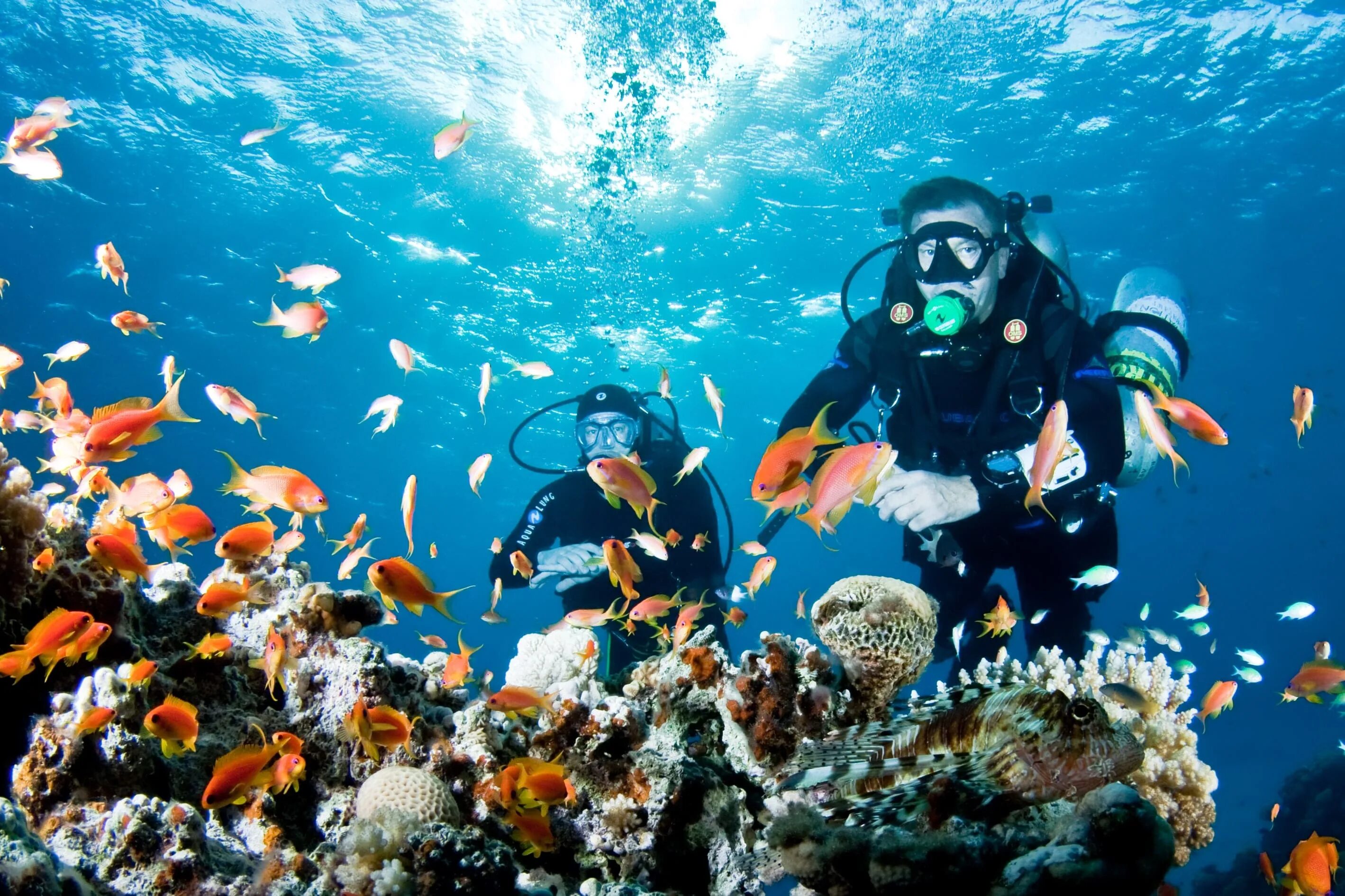 Reef tourism. Египет красное море дайвинг. Подводный риф Марса Алам. Дайвинг Мармарис. Красное море Скуба дайвинг.