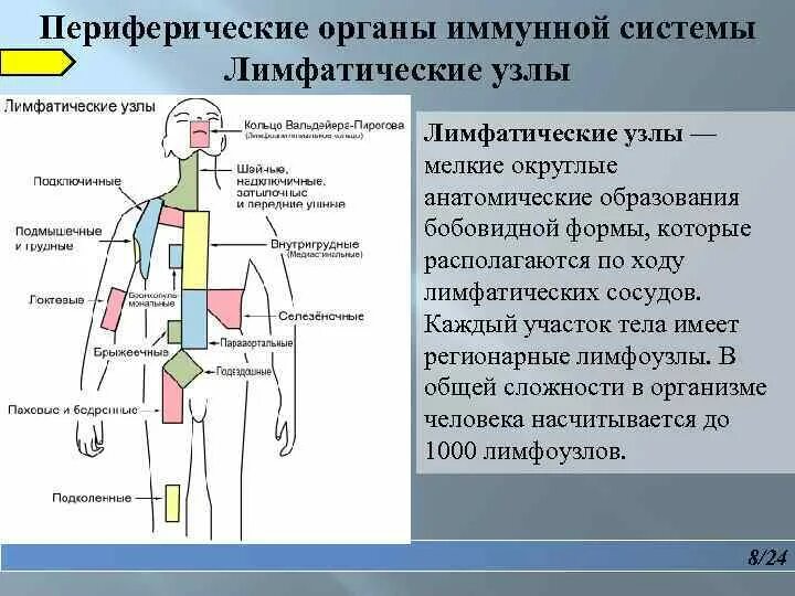 Количество лимфатических узлов. Органы иммунной системы лимфатические узлы. Периферические лимфатические узлы. Регионарные лимфатические узлы схема. Регионарные и периферические лимфатические узлы.