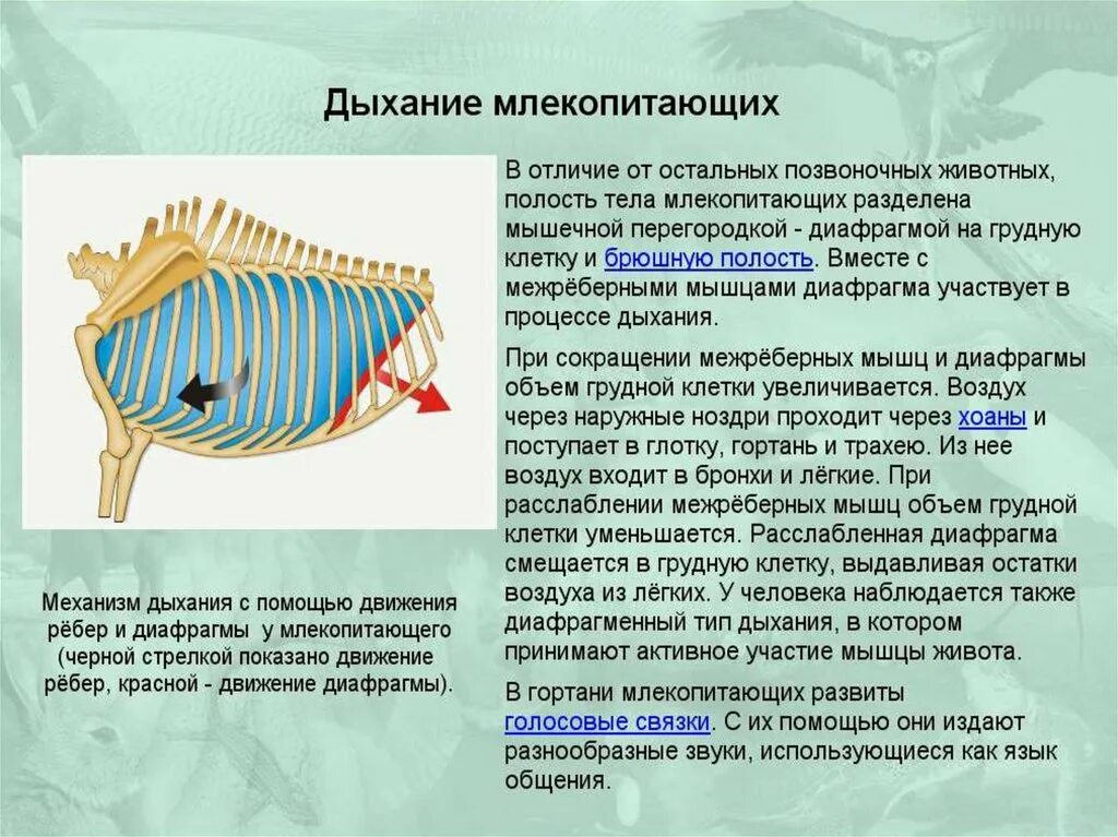 Процесс дыхания животных. Диафрагма у млекопитающих. дыхательная система млекопитающих. механизмы дыхания животных. дыхание животных млекопитающих.