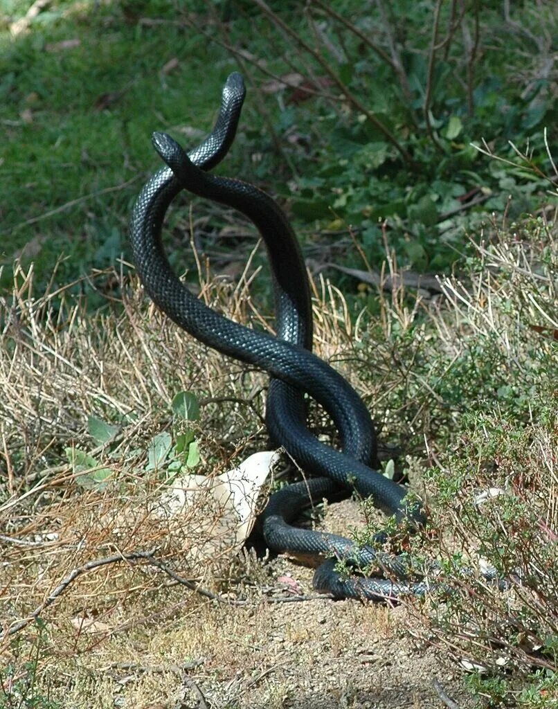 Что любят змеи. Змеи на Самуи. Pseudechis porphyriacus. Гадюки на Бали. Муссурана змея.