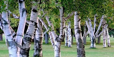 Очень высокая береза