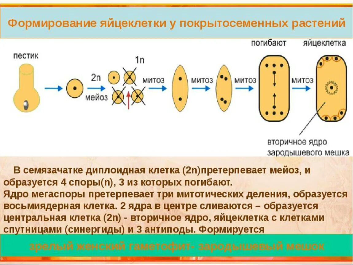 Формирование яйцеклетки у покрытосеменных растений. Двойное оплодотворение у цветковыых ратсений зародлышевый мешок. Образование зародышевого мешка у цветковых растений. Образование центральной клетки зародышевого мешка. Макроспора образуется в результате