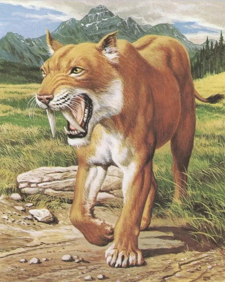 Smilodon. Cмилодон (Саблезубый тигр). Махайрод Смилодон. Саблезубый Лев Смилодон. Тигр Смилодон.