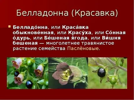 Белладонна перевод