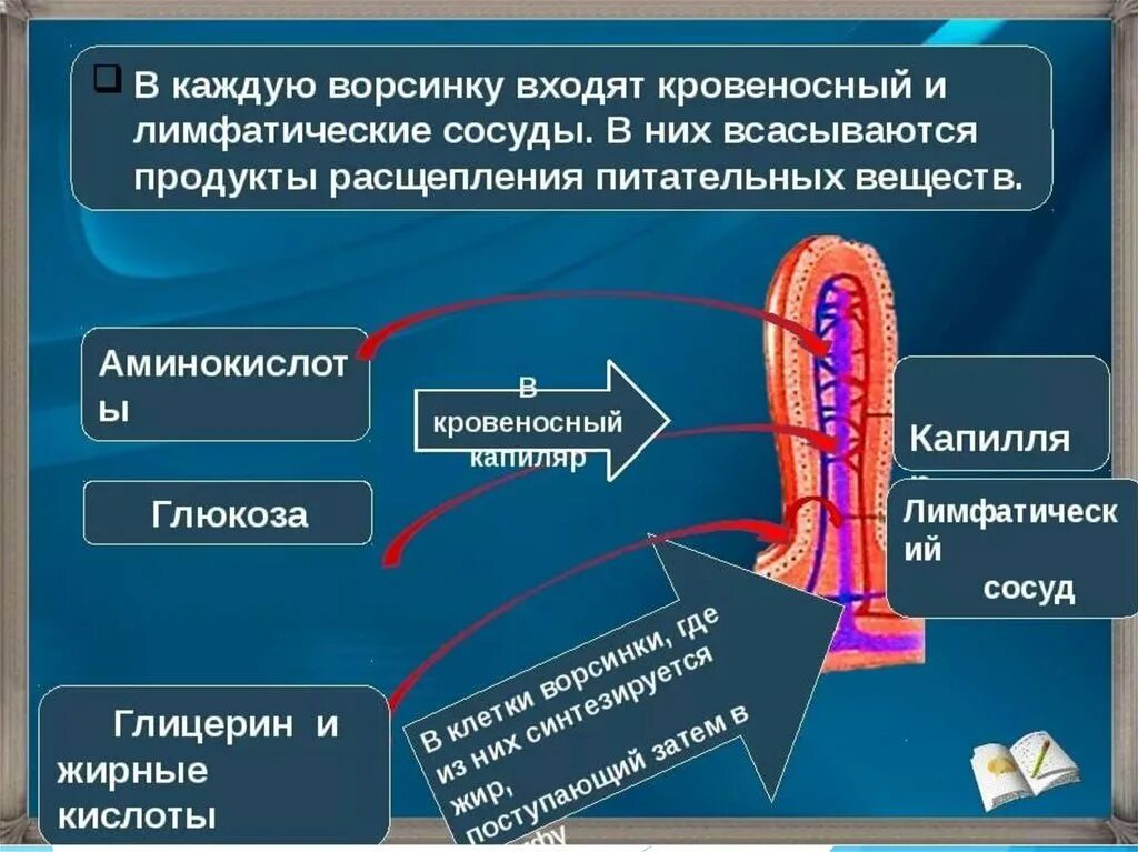 Какие вещества всасываются через ворсинки тонкого кишечника. Кровеносные и лимфатические сосуды. Что всасывается в лимфатические сосуды. Кровеносные и лимфатические сосуды пищеварение. Капилляр кишечной ворсинки.