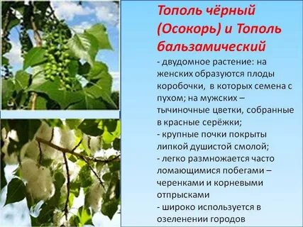 Систематическое положение тополя