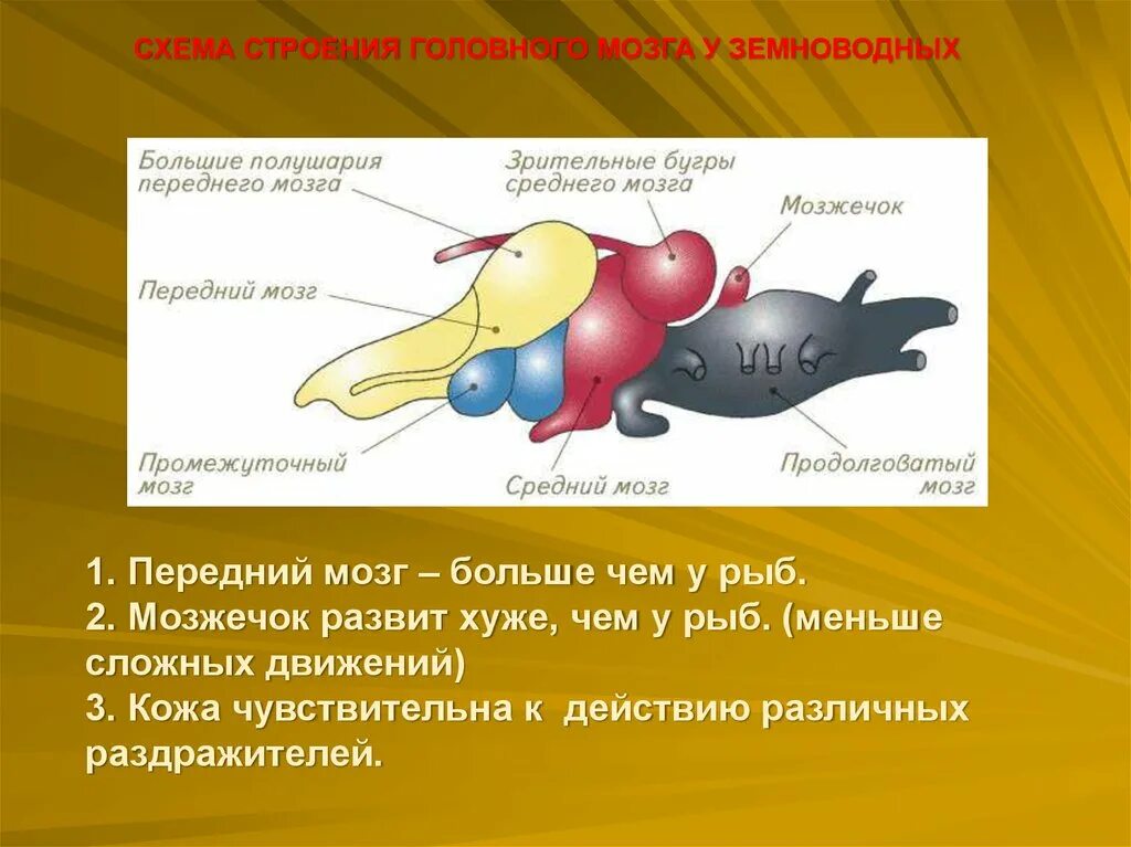 Какие отделы мозга у рыб. Строение мозга амфибий. Передний мозг амфибий. Передний мозг земноводных. Передний мозг у амфибий разделен на.