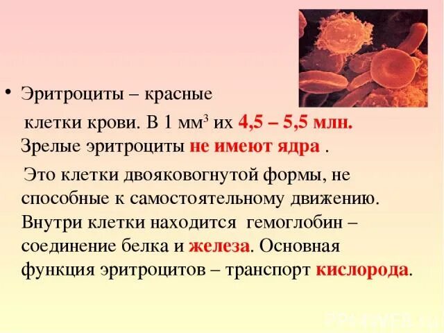 Зрелый эритроцит человека ядро. Клетка крови, способная к самостоятельному движению. эритроциты человека имеют. зрелые эритроциты. клетки способные к самостоятельному движению.