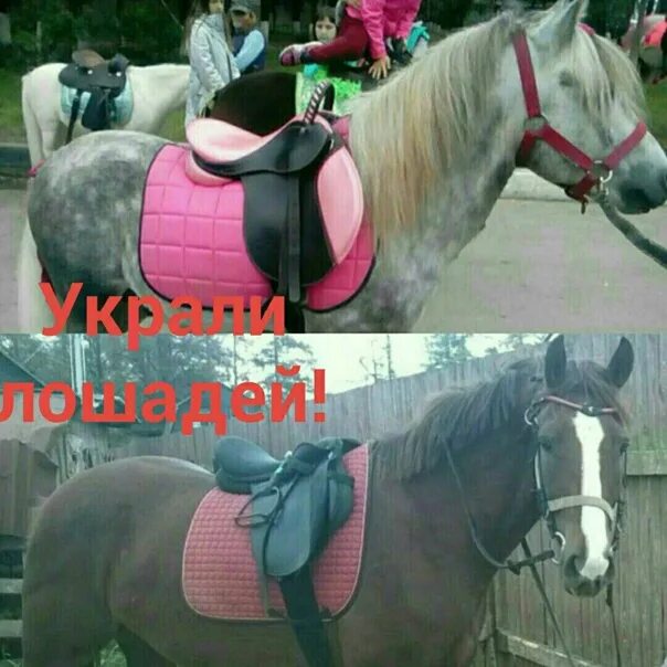 Шо це за фигня выкрали коня. Цыгане выкрали коня. Цыгане украли лошадь. Цыгане выкрали коня. Цыгане выкрали коня.