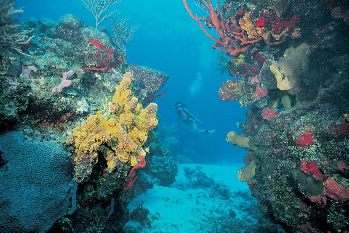 Барьерный риф Мексики. Косумель риф. Коралловые рифы красного моря. Коралловый риф в Мексике.