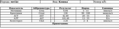 Алт норма у мужчин 40 лет