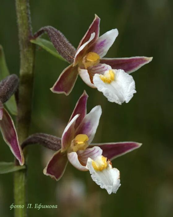 Дремлик болотный. Орхидея Дремлик. Дремлик тёмно-красный (Epipactis atrorubens).. Дремлик темно-красный.