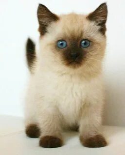 Бесплатные котята сиамская