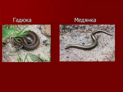 Как отличить медянку от гадюки