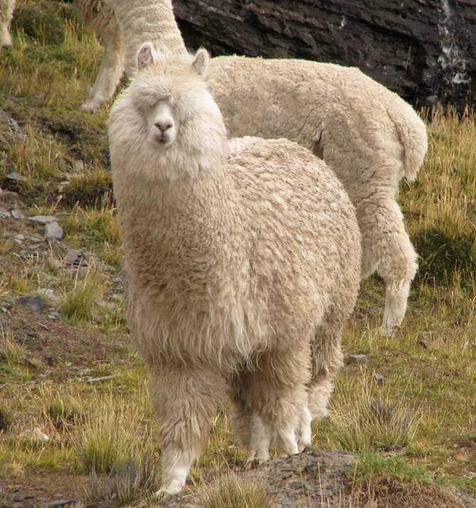 пальто из альпака модель 429fl. пальто из альпаки сури. альпака взрослая. альпака в верхотурье. пальто армада альпака модель 088.