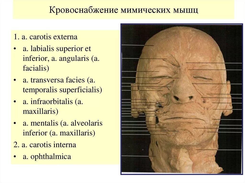 Иннервация лицевых мышц. Иннервация лицевого отдела головы. Иннервация мышц лица анатомия. Расположение лицевого нерва схема. Иннервация мимической мускулатуры.