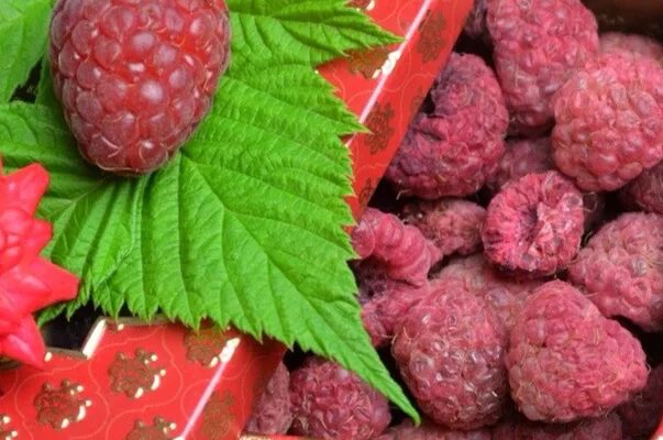 Полезные свойства малины в картинках. Малина полезные свойства. Полезные качества малины. Чем полезна малина. Малина польза.