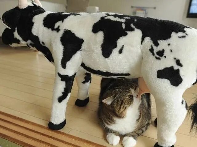 Кот коровка. Кот и корова. Котоматрица молоко. Корова и кошка. Кошка Буренка.