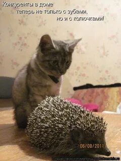 Тоскать или таскать