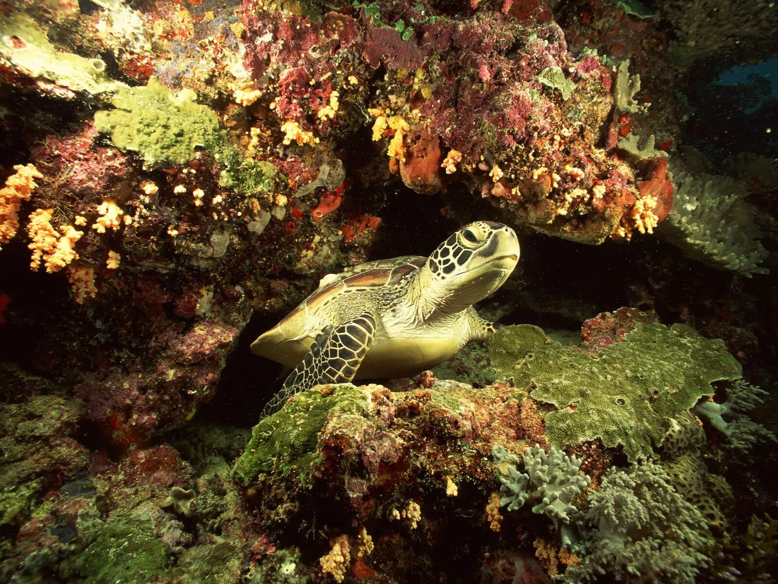 Картинки животных моря