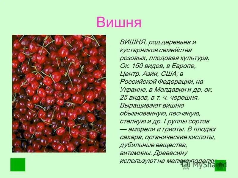 Вишня дикорастущее или культурное растение. Вишня описание. Описание культурного растения. Информация про вишню.