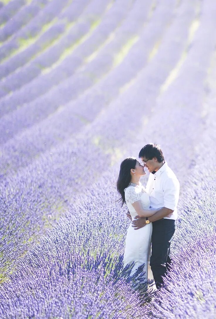 Лаванда Дрим. Свадьба Лавандовые сны. Значение сна Лаванда. Romantic Lavender для чего. Www dreams com