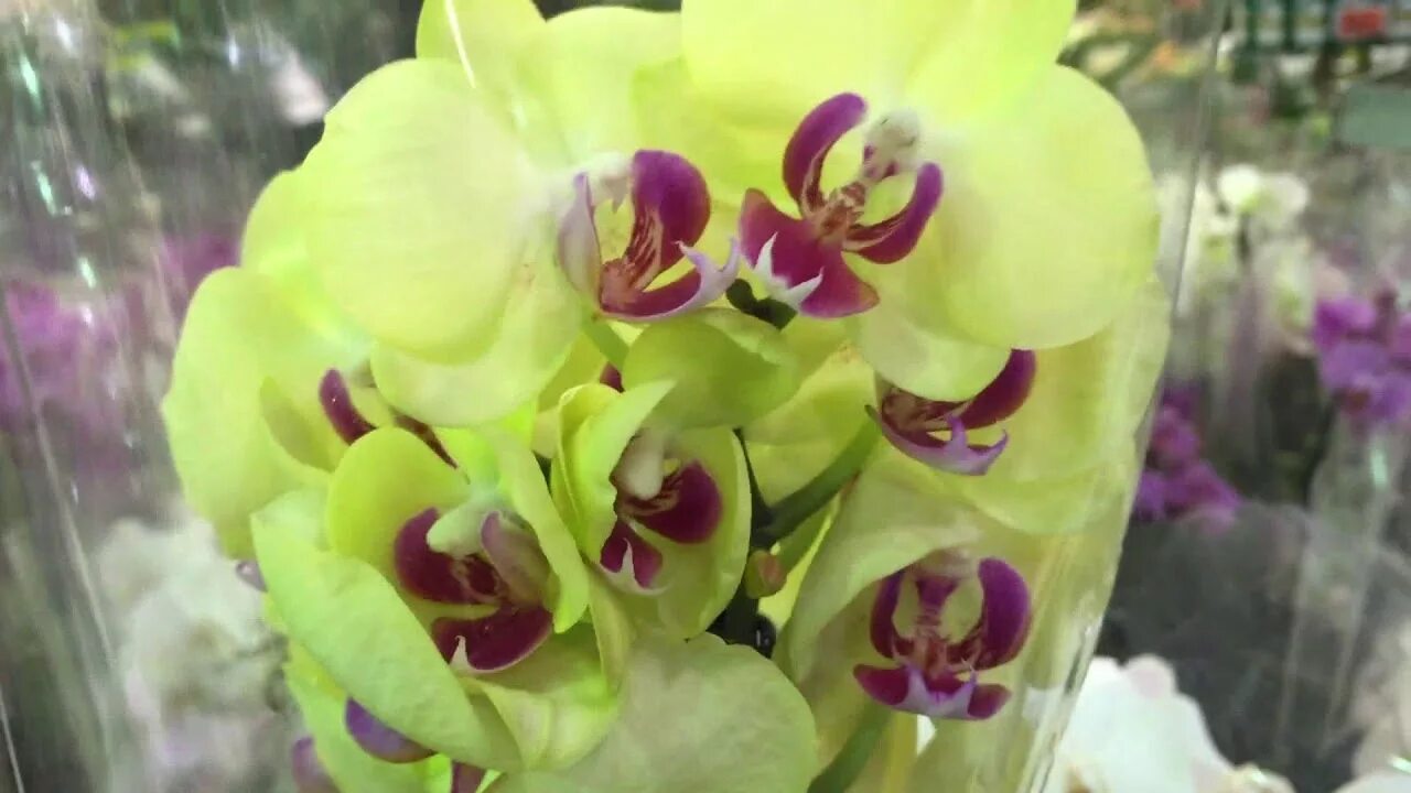 Купить орхидею в ставрополе. Орхидея Оби. Орхидея шоу РАН. Орхидея МП 25 джимпао ангел. Орхидея купить в Ставрополе.