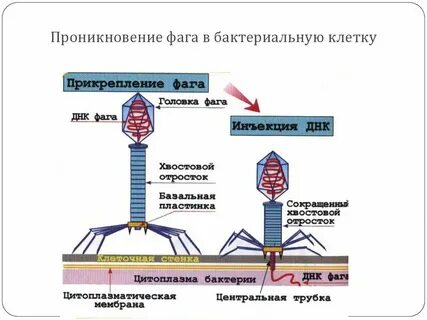 Бактерия и бактериофаг тип отношений